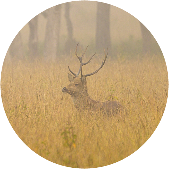 Outpost 12 barasingha in a jungle