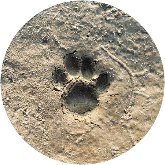 Outpost 12 tiger pugmark